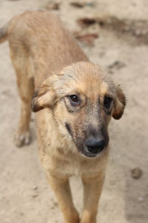 Sophia, geb. ca. 03/2024, lebt in GRIECHENLAND, auf einer privaten Pflegestelle