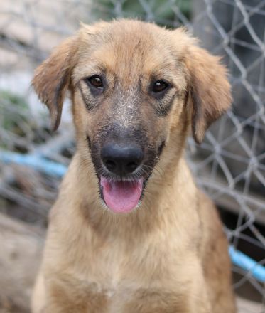 Sophia, geb. ca. 03/2024, lebt in GRIECHENLAND, auf einer privaten Pflegestelle