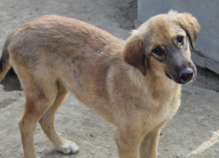 Sophia, geb. ca. 03/2024, lebt in GRIECHENLAND, auf einer privaten Pflegestelle