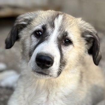 Shirin, Juju, Nina Chuba, Namika, Loredana, Sido, ca. 02/2024, GRIECHENLAND