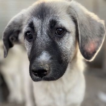 Shirin, Juju, Nina Chuba, Namika, Loredana, Sido, ca. 02/2024, GRIECHENLAND