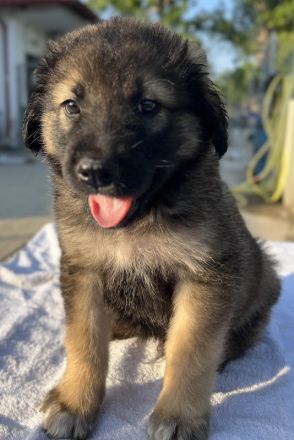 Felix und Milkey, geb. ca. 03/2024, lebt in GRIECHENLAND, im städt. Tierheim Serres