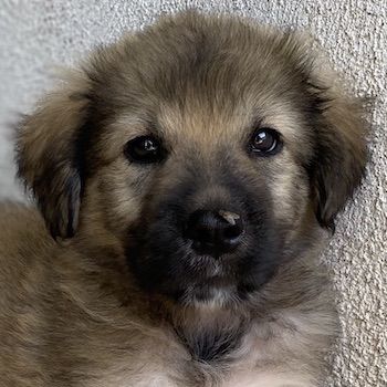 Felix und Milkey, geb. ca. 03/2024, lebt in GRIECHENLAND, im städt. Tierheim Serres