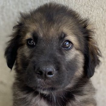 Felix und Milkey, geb. ca. 03/2024, lebt in GRIECHENLAND, im städt. Tierheim Serres