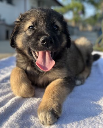 Felix und Milkey, geb. ca. 03/2024, lebt in GRIECHENLAND, im städt. Tierheim Serres