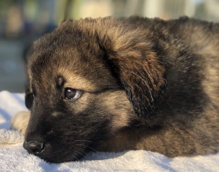 Felix und Milkey, geb. ca. 03/2024, lebt in GRIECHENLAND, im städt. Tierheim Serres