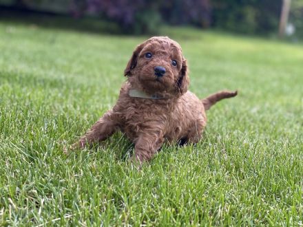 Pudelwelpen, Kleinpudel, fawn