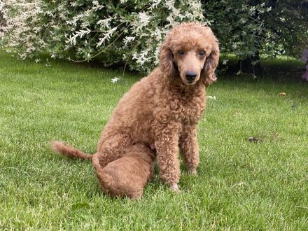 Pudelwelpen, Kleinpudel, fawn