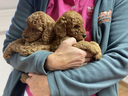 Pudelwelpen, Kleinpudel, fawn