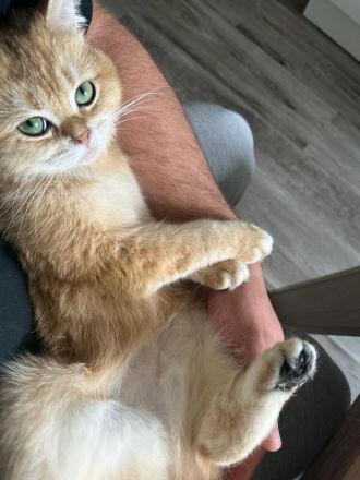 BLH / Golden Shell Kitten