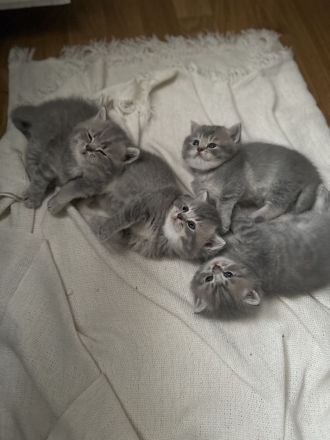 BLH / Golden Shell Kitten