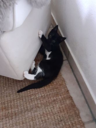 Katzen Kitten abzugeben