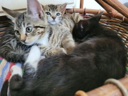 Katzen Kitten abzugeben