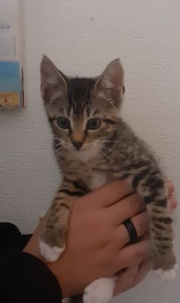 Katzen Kitten abzugeben