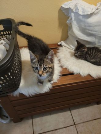 Katzen Kitten abzugeben