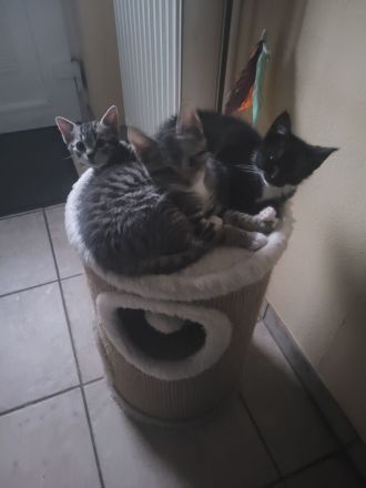 Katzen Kitten abzugeben