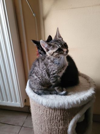 Katzen Kitten abzugeben