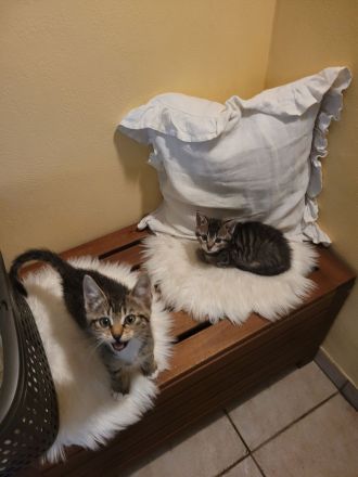 Katzen Kitten abzugeben