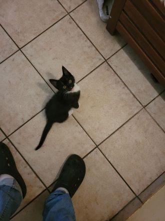 Katzen Kitten abzugeben