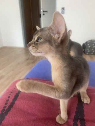 Abessinier Kitten aus registrierter Zucht mit Stammbaum