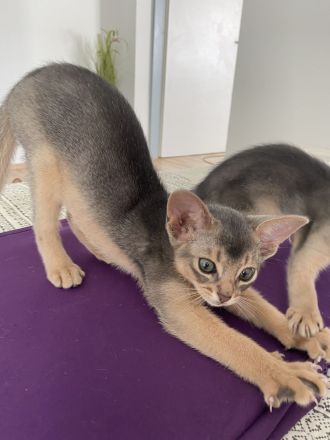 Abessinier Kitten aus registrierter Zucht mit Stammbaum
