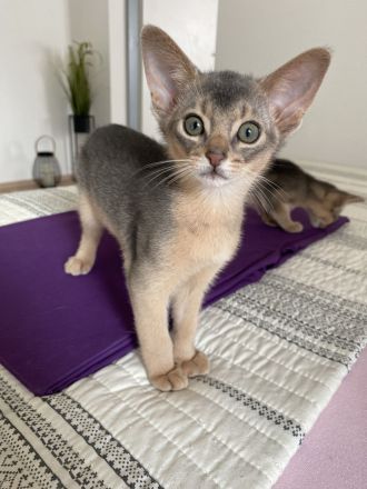 Abessinier Kitten aus registrierter Zucht mit Stammbaum