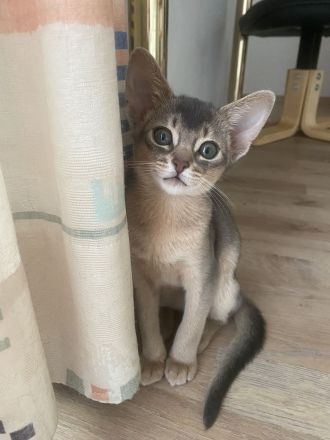 Abessinier Kitten aus registrierter Zucht mit Stammbaum