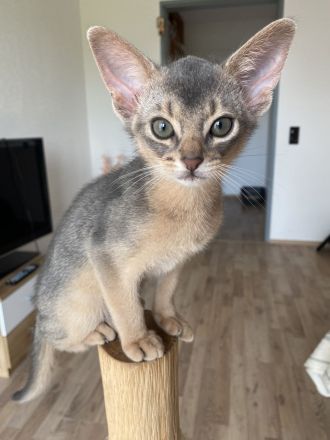 Abessinier Kitten aus registrierter Zucht mit Stammbaum