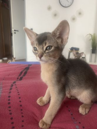 Abessinier Kitten aus registrierter Zucht mit Stammbaum