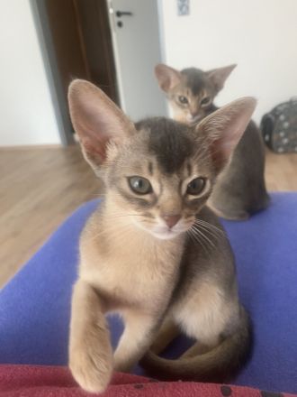 Abessinier Kitten aus registrierter Zucht mit Stammbaum