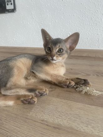 Abessinier Kitten aus registrierter Zucht mit Stammbaum