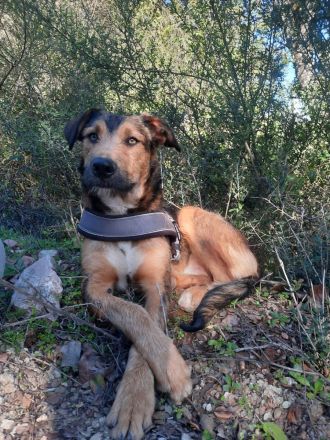 DRINGEND!! Ale-Hop sucht ein zuhause