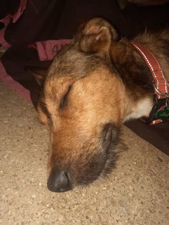 DRINGEND!! Ale-Hop sucht ein zuhause