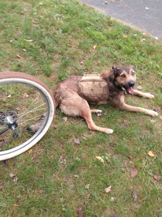 DRINGEND!! Ale-Hop sucht ein zuhause