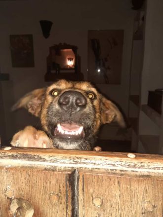 DRINGEND!! Ale-Hop sucht ein zuhause