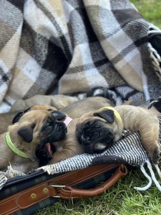 Wunderschöne Boxer/Cane Corso Welpen zu verkaufen!