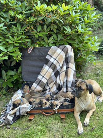 Wunderschöne Boxer/Cane Corso Welpen zu verkaufen!