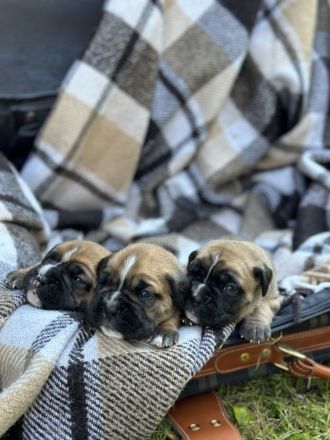 Wunderschöne Boxer/Cane Corso Welpen zu verkaufen!