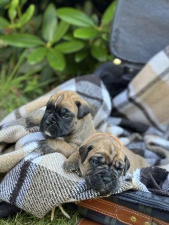 Wunderschöne Boxer/Cane Corso Welpen zu verkaufen!