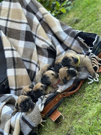 Wunderschöne Boxer/Cane Corso Welpen zu verkaufen!