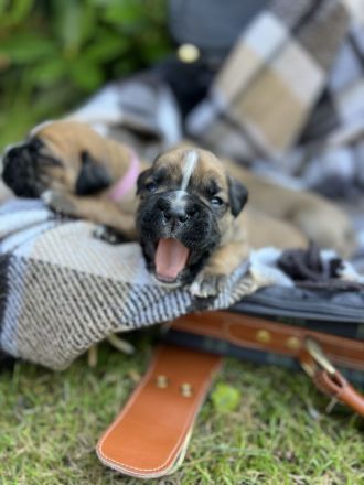 Wunderschöne Boxer/Cane Corso Welpen zu verkaufen!
