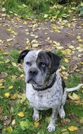 American Bulldog Mix sucht Aufgabe