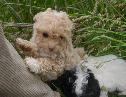 Bolonka-Pudel (Doodle, Bollipoo) Welpen in traumhaften einzigartigen Farben.