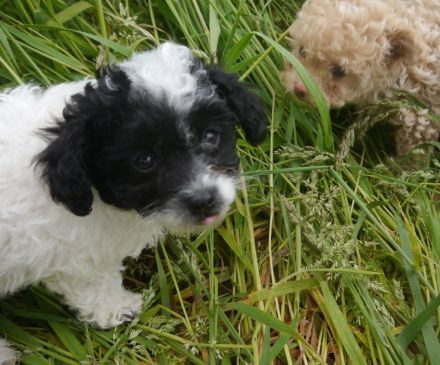 Bolonka-Pudel (Doodle, Bollipoo) Welpen in traumhaften einzigartigen Farben.