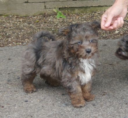 Bolonka-Pudel (Doodle, Bollipoo) Welpen in traumhaften einzigartigen Farben.