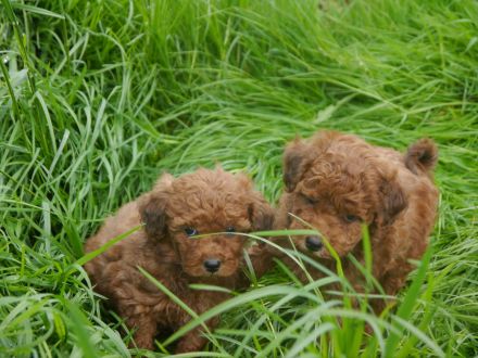 Bolonka-Pudel (Doodle, Bollipoo) Welpen in traumhaften einzigartigen Farben.