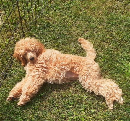 Kleinpudel, apricot, hündin