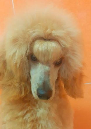 Kleinpudel, apricot, hündin