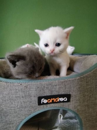 schöne BKH Kitten sucht neues Zuhause