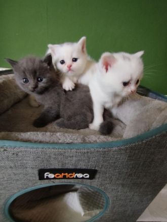 schöne BKH Kitten sucht neues Zuhause